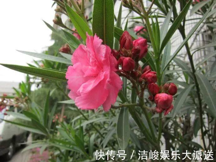 蚜虫|自制养花杀菌水,7天浇一勺,花不生虫不烂根