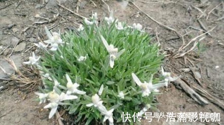 小花|1种野草称“牛不吃”,对“青春痘”有奇效,如今50一斤也难买