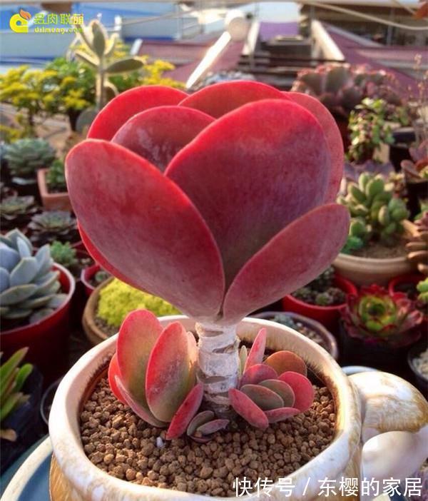 夏天|张大哥养肉10多年，总结出4个“耐热品种”，肉迷都喜欢