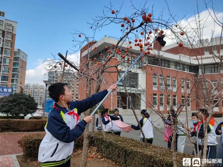 崂山七中|青岛市崂山七中举办柿柿如意采摘节