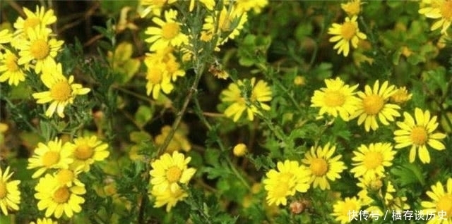 解读|满城尽带黄金甲,解读黄巢菊花诗以及黄巢留世的三首诗