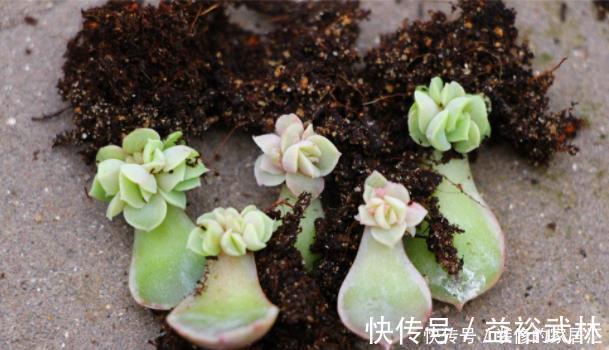 多肉叶插不能太随便,掌握好4点,每个叶片都成活,变成多肉大户
