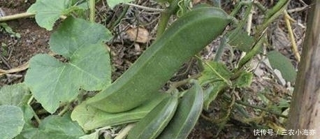 农村的稀罕蔬菜,好吃却没几个人懂做法,烂地里也没人采摘