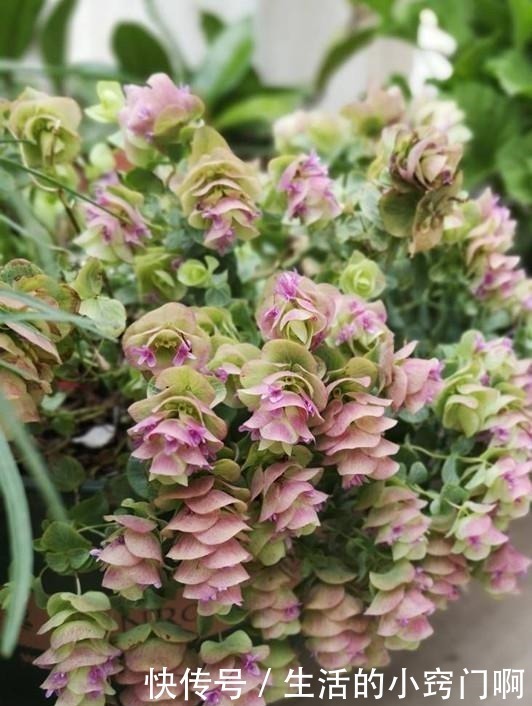 香气|此新型“网红”盆栽,花叶俱美,香气四溢,种植容易,很值得栽培!