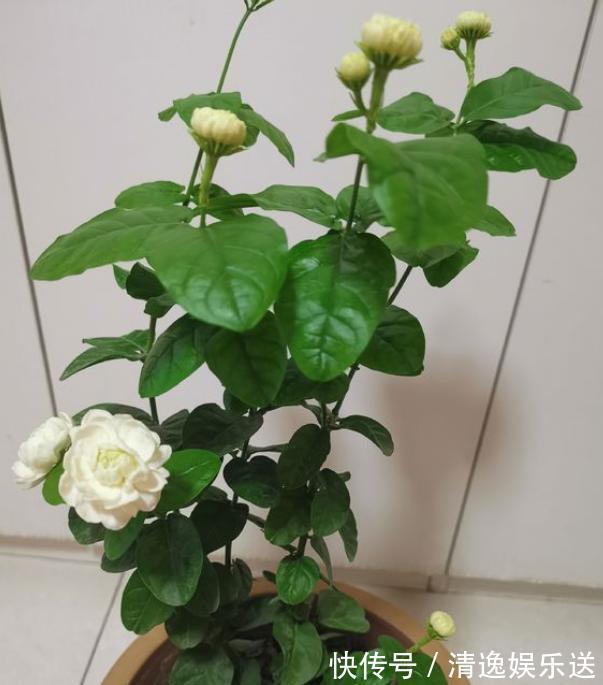 不会养茉莉花，就按4步走，叶片不发黄，花苞爆满盆