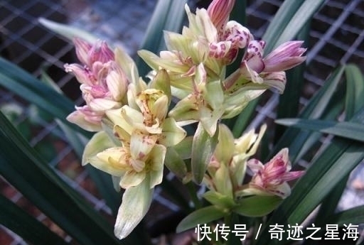 兰花中的“仙女”—富山奇蝶,花色清新香味浓,花型雅致,易养护