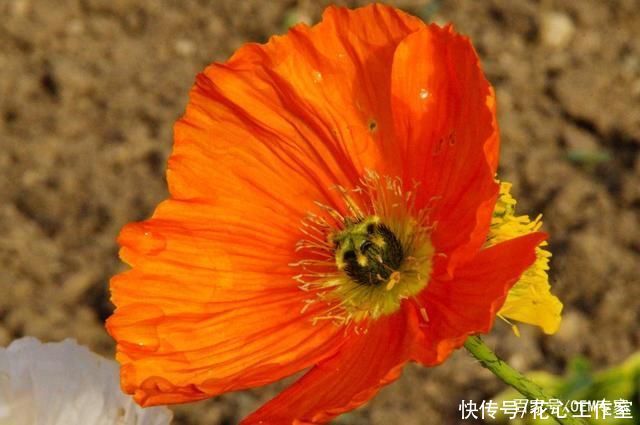  州地区拍摄|《艳丽的橙色罂粟花》活闪婆-协助拍摄