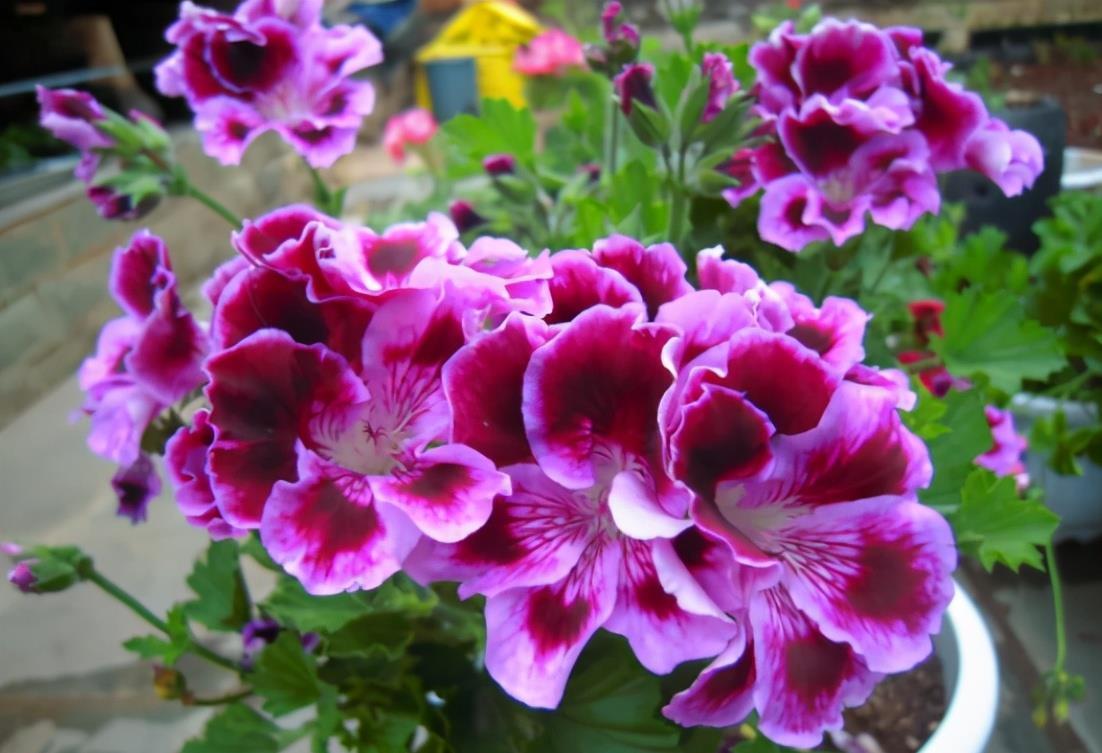 想换盆怕把花“换死”?教你一个“安全”的方法,换完快速生长