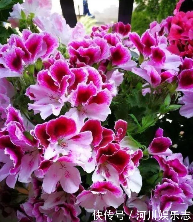 4种便宜花,别小看,开花漂亮花期长,好养又漂亮