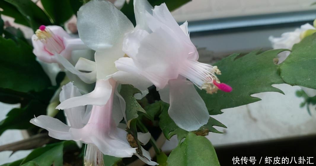 用来养花|这“6种”过期药片不要扔,磨成粉兑点水浇盆里,花卉呼呼长