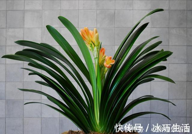 兰科类|君子兰的正确养殖方法,不要再乱养君子兰了进来看一下正确方法