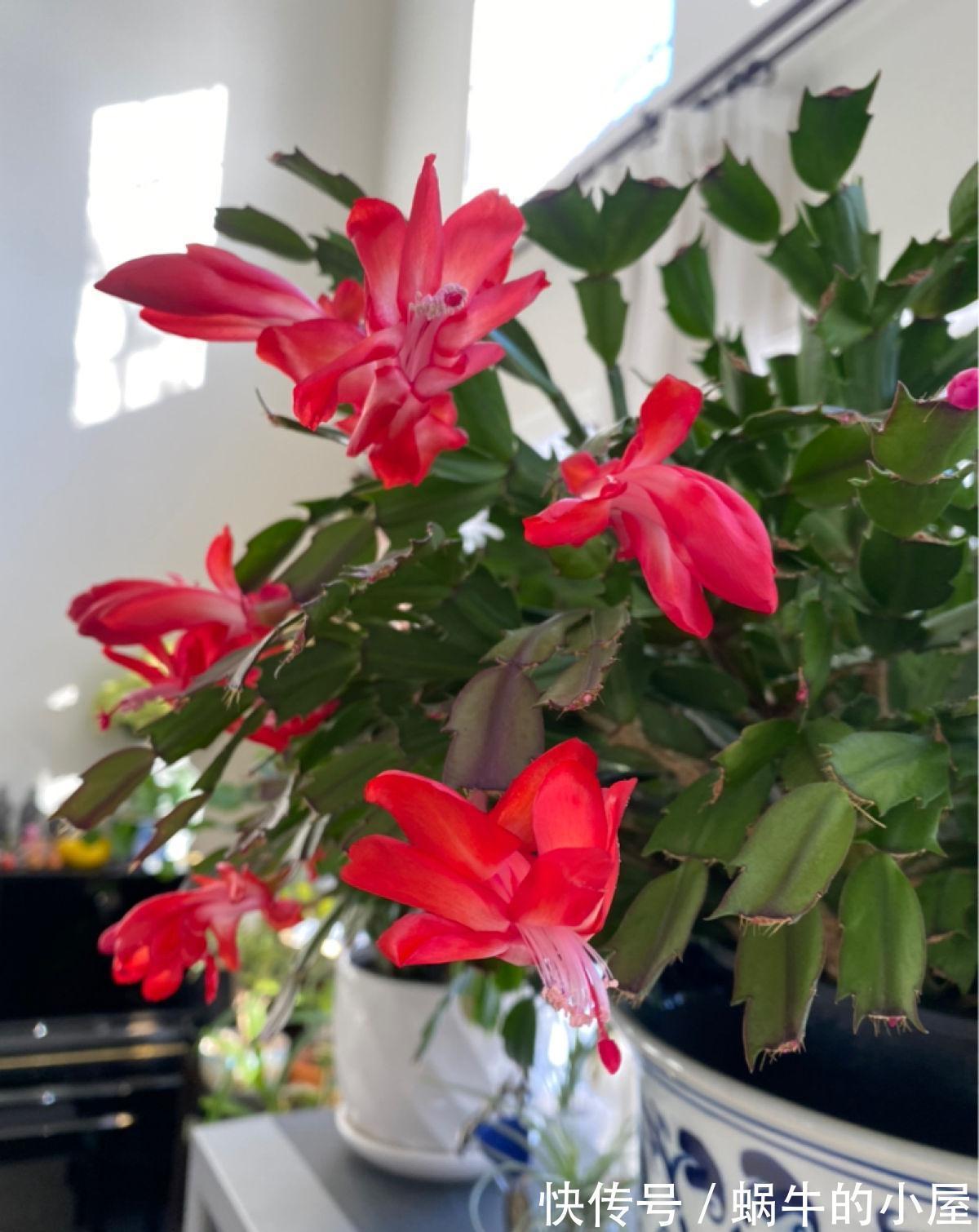 叶子|蟹爪兰发蔫不开花，做好5步，再也没人说像“林黛玉”