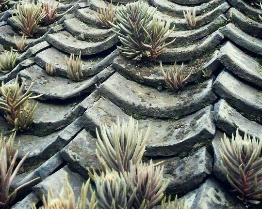 瓦松|老家房上“1种植物”，遇见必采，半年养出50株，家里养了有福气