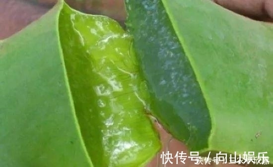 毒碱|家里养花不要瞎眼!这6种花旺财又养人,有2种花是大忌!