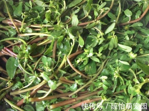 患处|马齿苋捣烂外敷在脸上、身上,能治多种难缠疾病,用过的都说不错