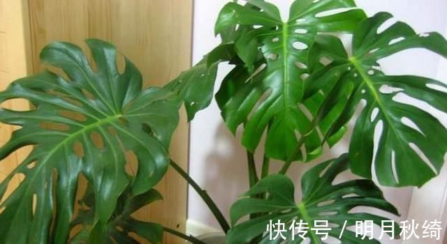 叶片|“3种花”养客厅,大气、上档次,吸“甲醛”效果好,空气清新