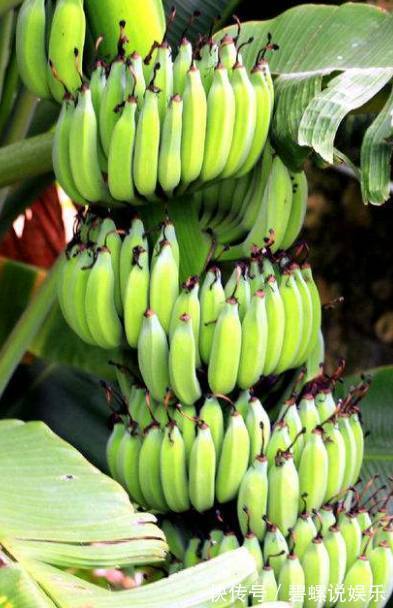 婆婆在院子里盆栽香蕉,竟结出一千多个香蕉,全村人都来围观!