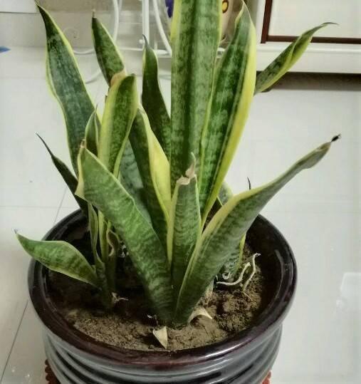 花店老板养花不烂根，黄叶秘诀，浇水加上一点，快死的花都能活