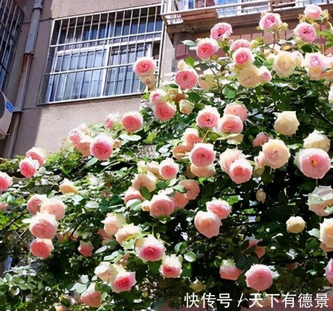 牡丹花|4种“富贵花”，南方养不好，北方能养几十年，爆成花树