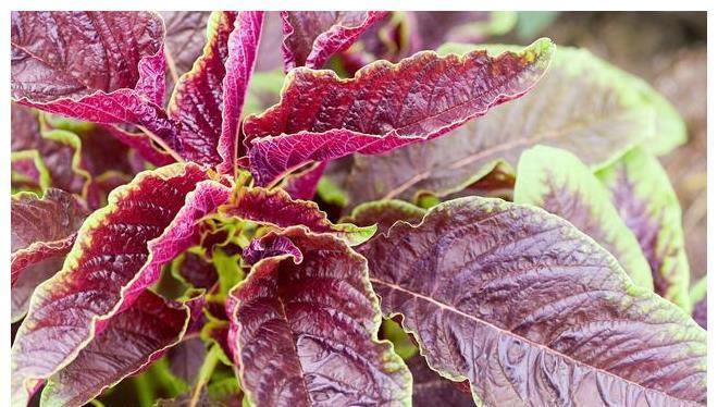 答案|同样是苋菜,红色和绿色哪个好?老菜农告诉你答案,以后别瞎买了