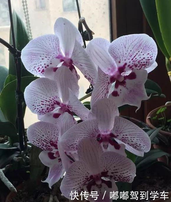 公认“最难养”的3种花,养一盆死一盆,看看你家有没有!