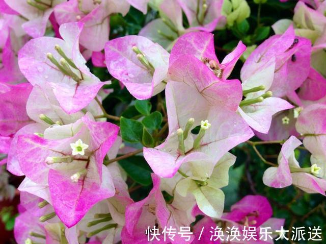 光照|掌握了三角梅开花的这三大要素，再也不担心只长叶子不开花