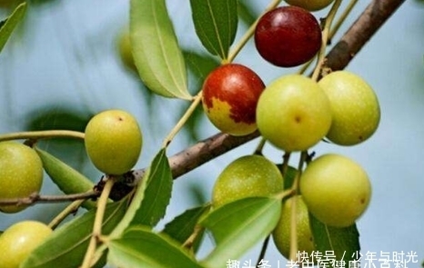 作用|提个醒:见到此野果,一定要摘回家,好处不请自来,作用非常大