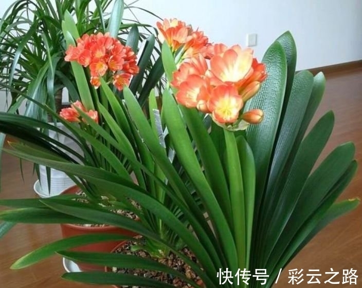 最适合新手养的4种花，沾土就能活，开花就爆盆，谁养谁喜欢