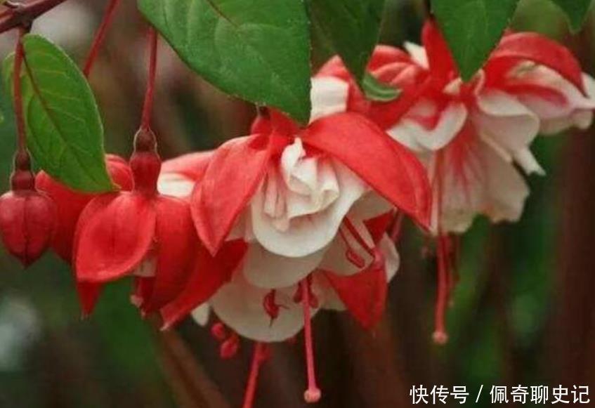 香水|4种花很好养，耐热耐晒更耐旱，30天不浇水照样生长，开花不断