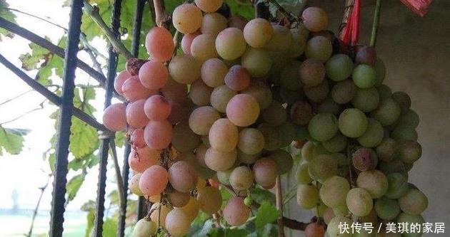 此两种水果种阳台,一根枝条就能种,果子多的压弯枝,想吃就摘