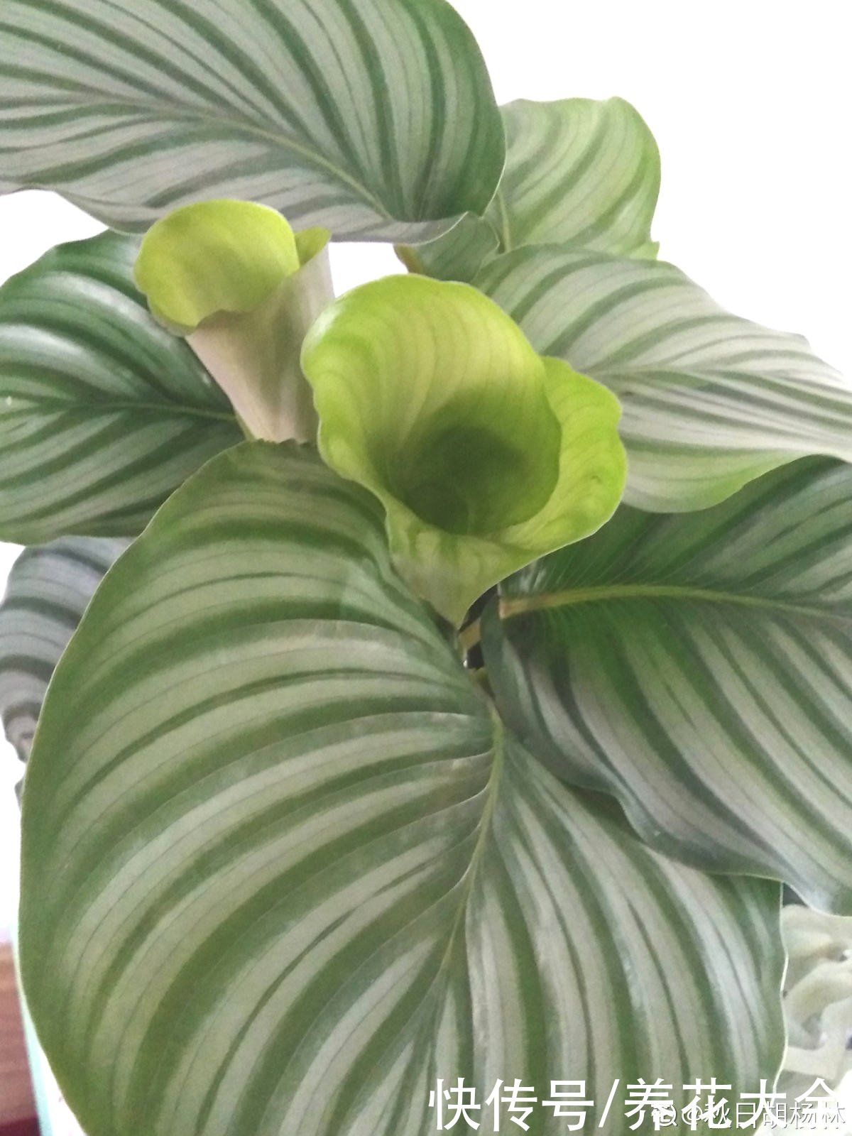 花花|最像青苹果的绿植，这5步做好，打造室内“青苹果乐园”