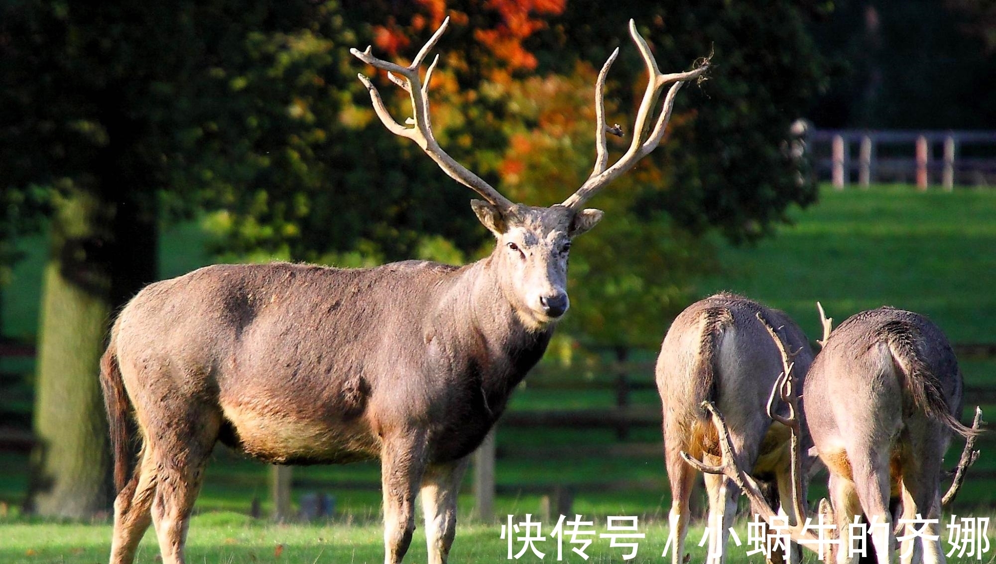 春秋时期|公元前481年,孔子在山东菏泽见到一只“麒麟”,这是种什么生物?