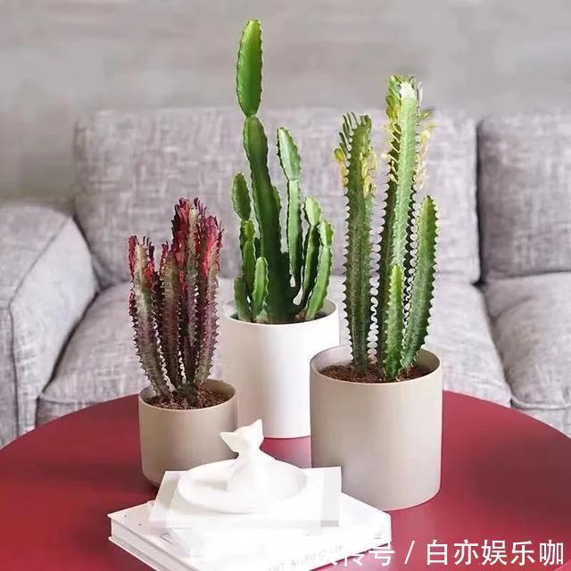 客厅|客厅养花就选这六种,寿命长、寓意好,省心又好养,你家养了几种