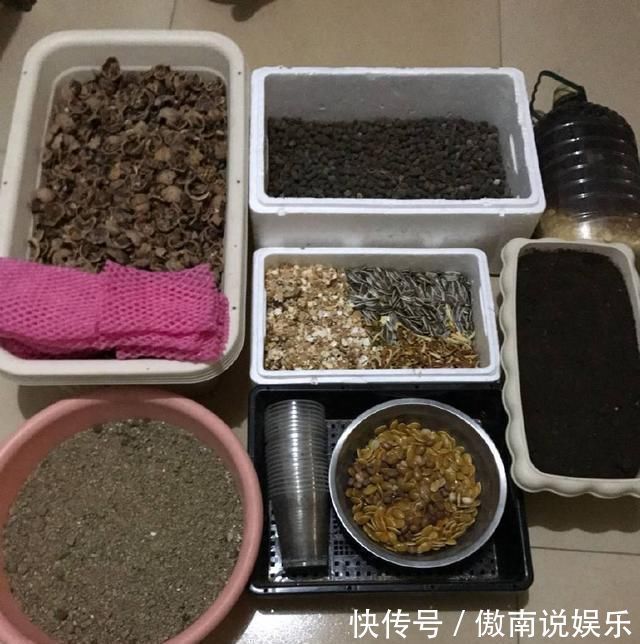 老妈养虎皮兰,往土里埋点料,虎皮兰长得快,侧芽蹭蹭冒