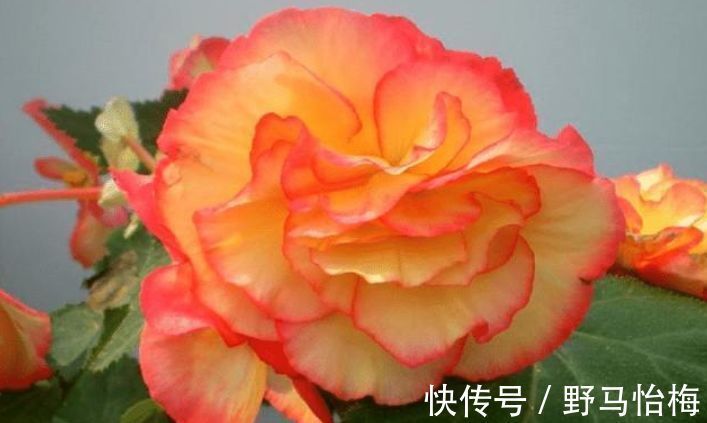 海棠|喜欢养花,就养这几款,造型优雅独特,花儿开成团