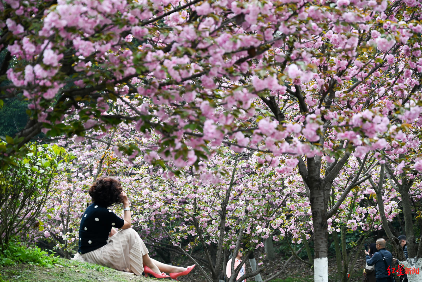 花花花花花~且看公园城市的“花月令”