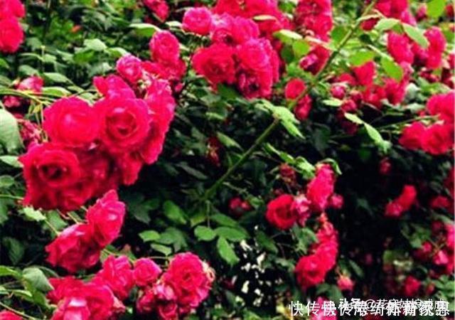 玫瑰香|此花比玫瑰香、比牡丹艳，花团锦簇，一开就是大半年，特别好养！