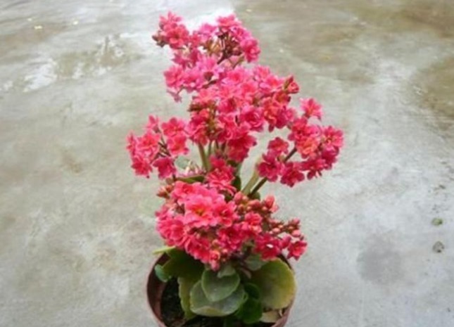 长寿花花期过后注意几点，下一次开花更大更好看，新手涨姿势