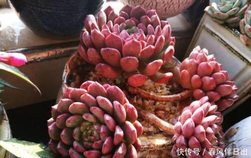 口诀|夏天养多肉,浇水有讲究,掌握“三字”口诀,轻松度夏不黑腐