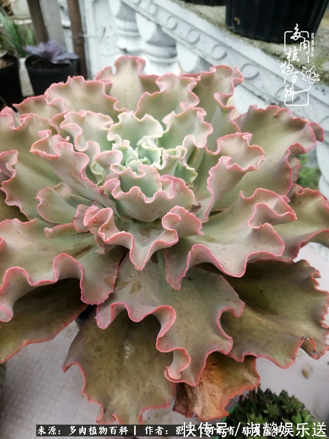 漂亮|被风雨洗礼的多肉越来越漂亮了,忍不住又往坑里跳!