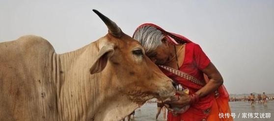 印度人|在印度被视为圣物的牛,最后牛一般是怎么处理的?开眼界了
