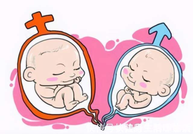 宝妈|胎儿性别是什么时候形成的？“生男生女”，谁的决定权大？