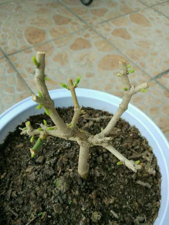 花钱买了大老桩,越养越不开花,试试这个方法,复壮开爆盆