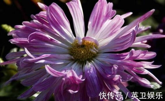 想养菊花选“龙吐珠”花瓣似“千层浪”开花硕大,美家首选