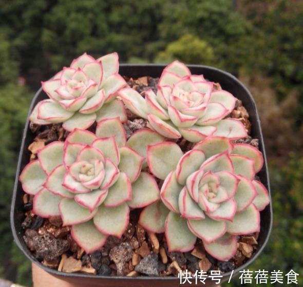 此款冷门多肉锦，好养好看长势旺，叶边红红易爆头，养过的人不多