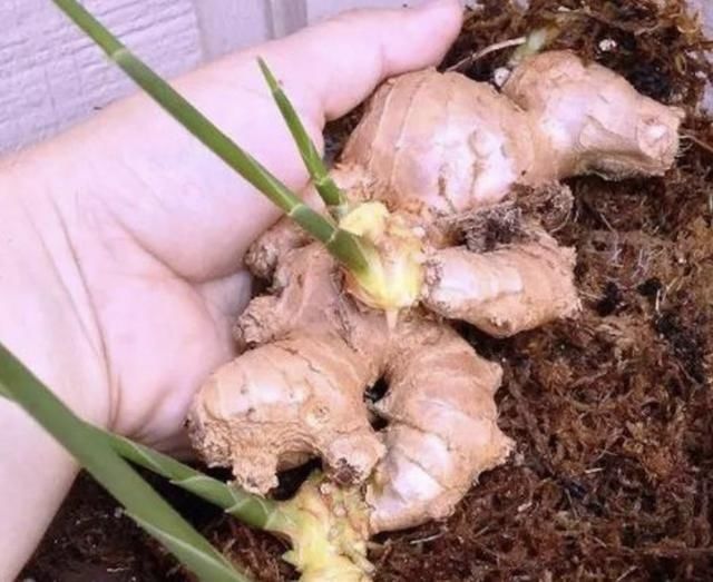 厨房里的“姜块”,拿出来种“盆里”,50天变盆景,比积雪草好看