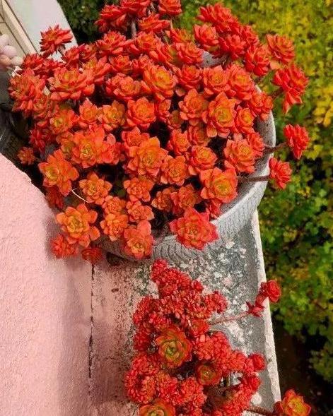 老桩|这几种多肉非常容易爆盆,不知不觉一大盆,非常有成就感