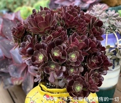 10款紫色系多肉，高贵梦幻，养一盆“紫气东来”，总有你喜欢的！