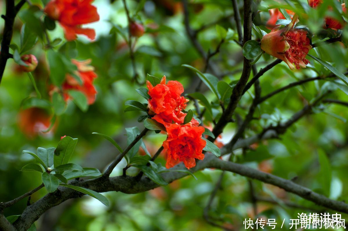 老话说“五树进宅,人穷家败”,为什么这五种树不能种在家里