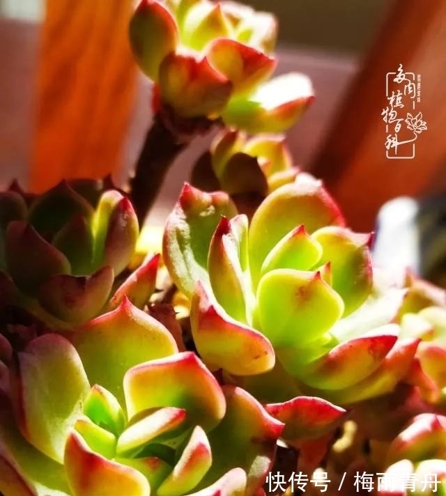 爱上多肉:何须浅碧轻红,自是花中一流!